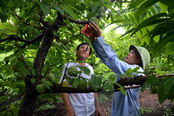 Trồng cây ăn quả theo phương pháp hữu cơ giúp đời sống người dân tộc thiểu số ở Sơn La thay đổi từng ngày. nguồn: internet)