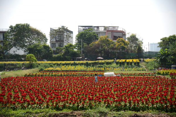 Hoa Tết khoe sắc rực rỡ vùng ngoại ô TP. Hồ Chí Minh 