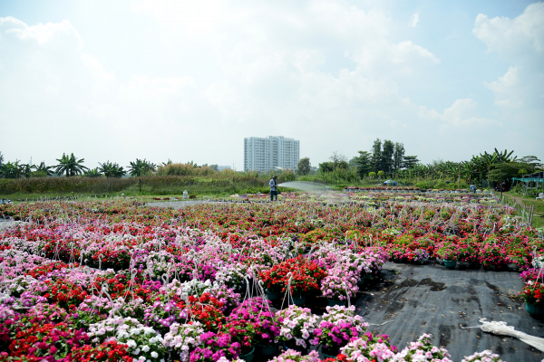 Hoa Tết khoe sắc rực rỡ vùng ngoại ô TP. Hồ Chí Minh 