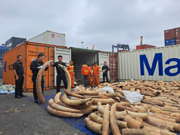 Hải quan Hải Phòng bắt giữ 7 tấn ngà voi nhập lậu -0