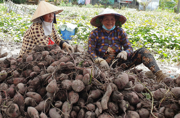 Vĩnh Long xuất khẩu chính ngạch lô khoai lang đầu tiên sang Trung Quốc  -0