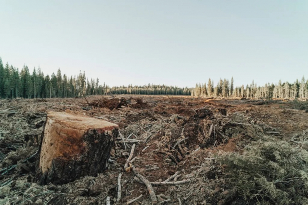 Nghị viện châu Âu thông qua dự luật lịch sử buộc các công ty phải theo dõi nạn phá rừng -0