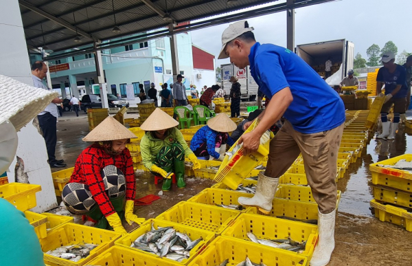Kiên Giang tập trung chống khai thác hải sản trái phép