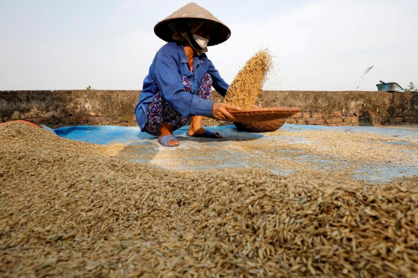 Giá gạo tăng làm dấy lên nỗi lo về nguồn cung tại Châu Á
 -0