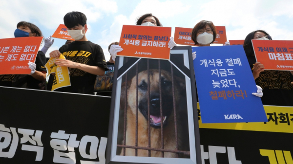 Hàn Quốc lên kế hoạch cấm bán và tiêu thị thịt chó -0