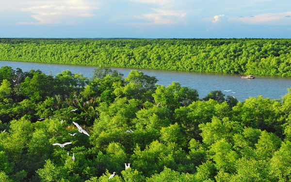 Việt Nam đẩy mạnh bảo vệ rừng ngập mặn -0