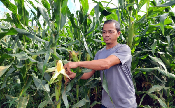 Đắk Lắk: Thử nghiệm giống ngô sinh khối thích ứng biến đổi khí hậu  -0