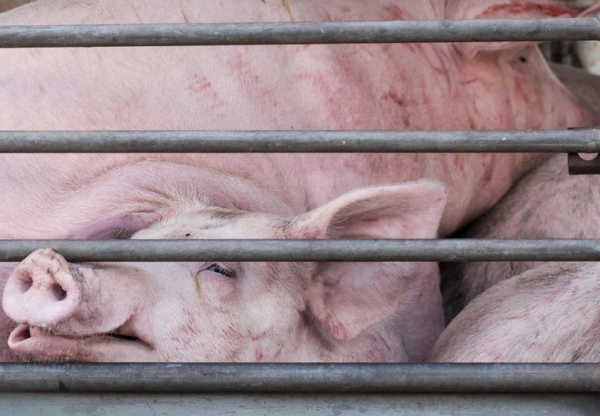 Vương quốc Anh sẽ chấm dứt việc xuất khẩu động vật sống để giết mổ và vỗ béo -0
