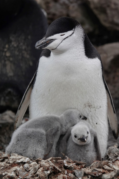 Loài chim cánh cụt ngủ 10.000 giấc một ngày -0