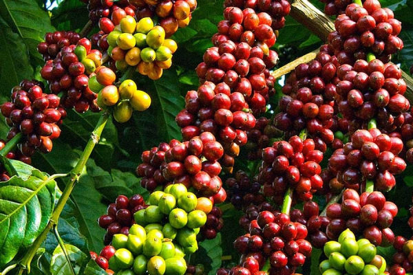 Giá cà phê Arabica xuống mức thấp nhất trong một tháng qua -0