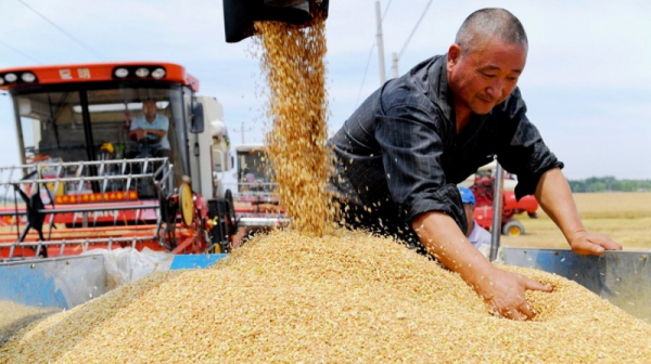 Trung Quốc thúc đẩy sản lượng ngũ cốc trong Luật An ninh lương thực mới  -0