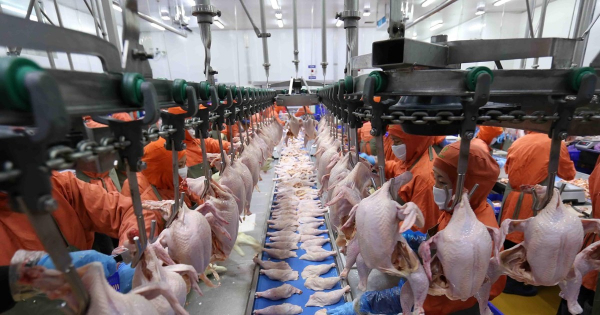 Trung Quốc đồng ý xem xét hồ sơ cho Việt Nam xuất khẩu thịt gia cầm -0