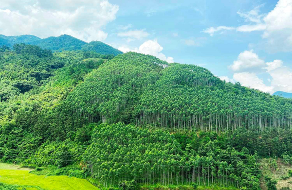 Việt Nam nhận được 51,5 triệu USD cho giảm phát thải thông qua bảo tồn rừng -0