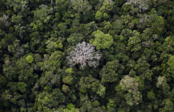 Pháp và Brazil ra mắt chương trình bảo vệ rừng nhiệt đới Amazon -0