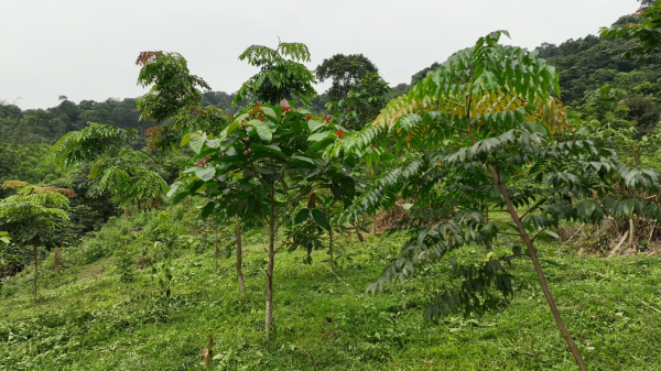 Hơn 500ha rừng trồng từ chương trình “Góp một cây để có rừng” -0