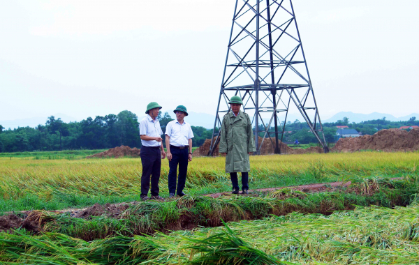Quảng Bình: Hơn 2.000ha lúa ngã rạp sau mưa, người dân gấp rút thu hoạch -0