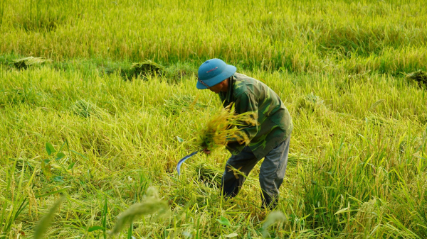 Quảng Bình: Hơn 2.000ha lúa ngã rạp sau mưa, người dân gấp rút thu hoạch -0