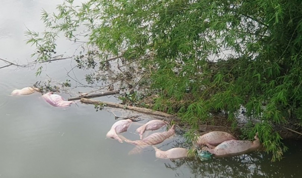 Truy tìm đối tượng vứt hàng chục con lợn chết xuống sông -0