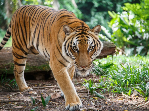 Quảng Bình: Xác minh và tìm kiếm dấu hiệu của hổ trong rừng Trường Sơn  -0