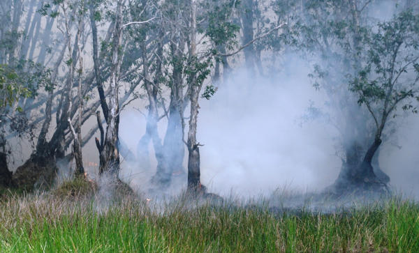 Đồng Tháp: Cháy rừng tràm Vườn Quốc gia Tràm Chim