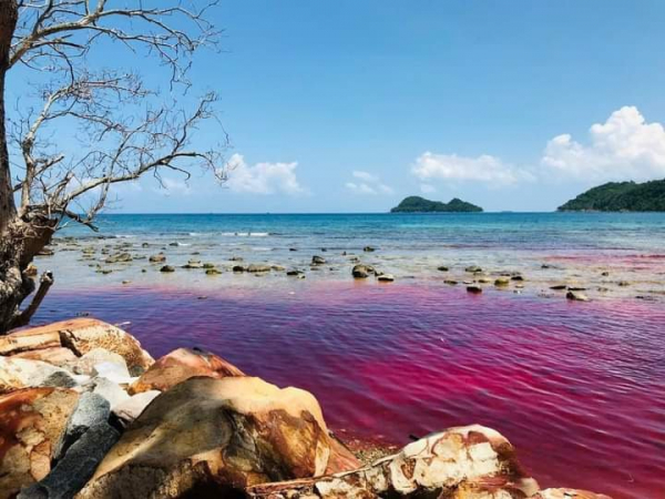 Kiên Giang: Xuất hiện thủy triều đỏ tại vùng biển Thổ Châu?