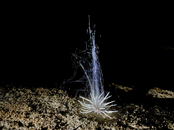 Sinh vật lạ lần đầu tiên được tìm thấy trong hang động ở Phong Nha - Kẻ Bàng -0