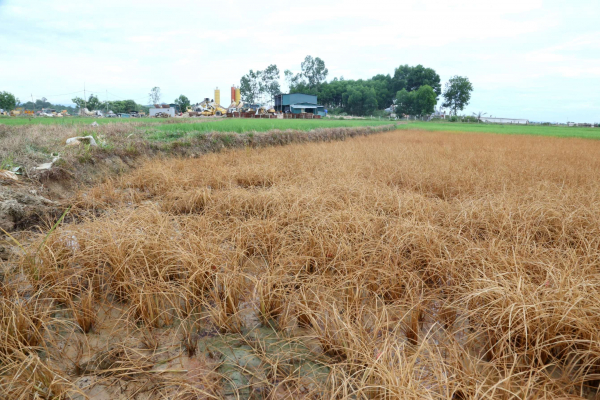 Sự cố tràn dầu lúc thi công cao tốc khiến ruộng lúa của dân bị chết hàng loạt -0