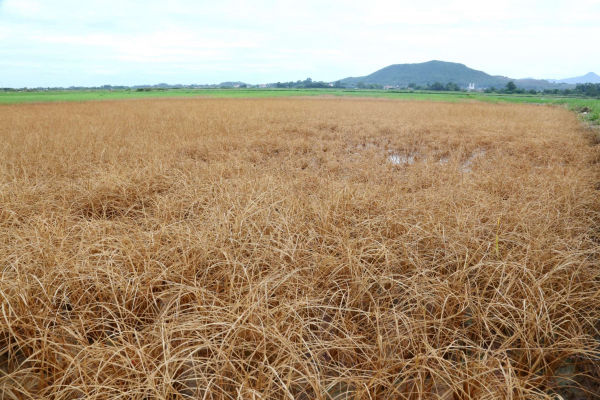 Sự cố tràn dầu lúc thi công cao tốc khiến ruộng lúa của dân bị chết hàng loạt -1