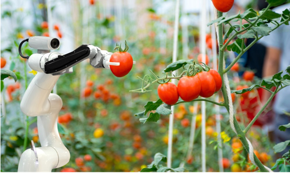 Giảng viên ĐH Công nghệ chế tạo thành công sản phẩm robot thu hoạch hoa quả trong nhà kính