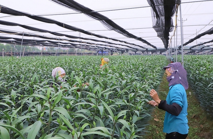 Mô hình trồng hoa ly mang lại hiệu quả kinh tế cao tại xã Đại Đồng, huyện Thạch Thất