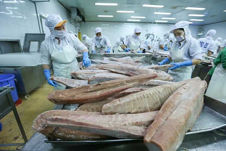 Xuất khẩu cá ngừ kỳ vọng phục hồi vào nửa cuối năm 2023