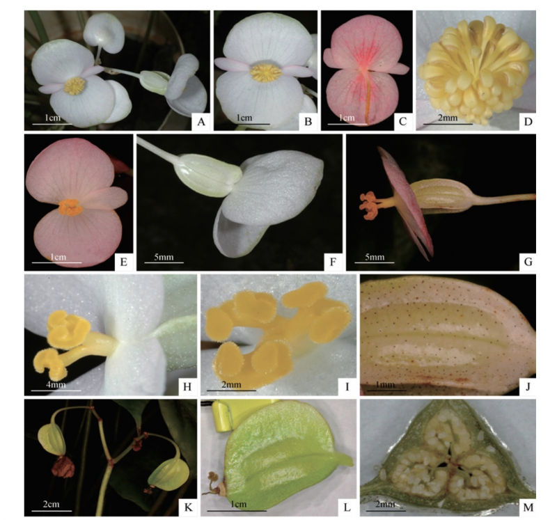Các nhà thực vật học phát hiện thêm 6 loài thực vật đặc hữu tại Việt Nam cho thế giới -0