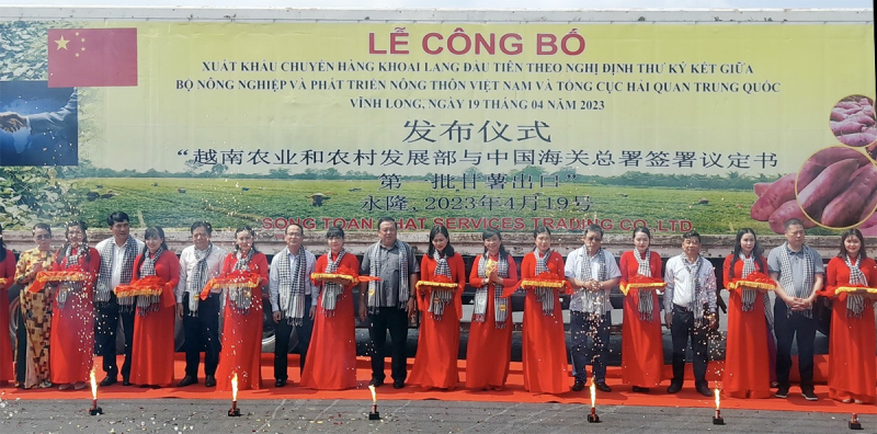 Vĩnh Long xuất khẩu chính ngạch lô khoai lang đầu tiên sang Trung Quốc -0