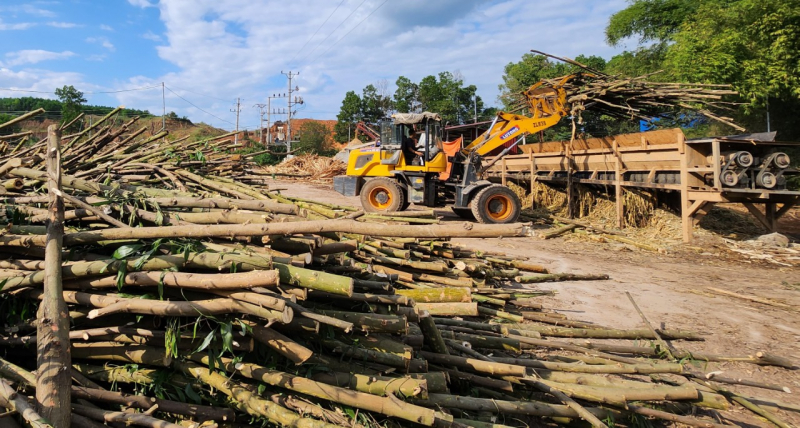 Vướng mắc về truy xuất nguồn gốc khiến nhiều doanh nghiệp ngành gỗ vẫn chưa được hoàn thuế giá trị gia tăng. Ảnh ITN