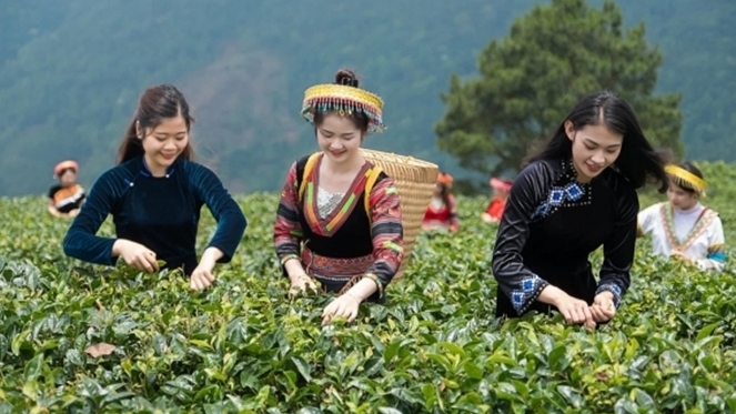 Du khách trải nghiệm hái chè cùng đồng bào thiểu số tại khu du lịch sinh thái ở Cao Bằng. Nguồn: vov.vn