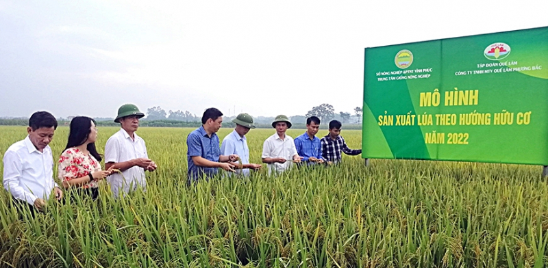 Giám đốc Sở NN và PTNT Trần Thanh Hải kiểm tra mô hình sản xuất lúa theo hướng hữu cơ tại xã Đồng Ích, huyện Lập Thạch - ẢNH XUÂN VIỆT