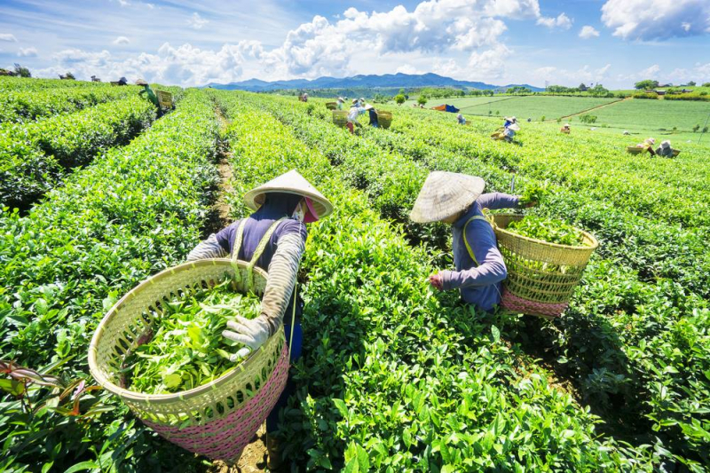 Tuyên Quang: Hợp tác xã đóng vai trò quan trọng trong xây dựng nông thôn mới -0