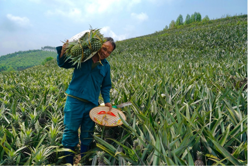 Bắc Giang: Hiệu quả từ những chính sách hỗ trợ kinh tế tập thể -0