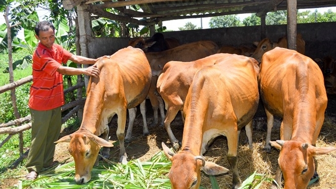 Chăn nuôi bò sinh sản giúp giảm nghèo bền vững. Ảnh: ITN