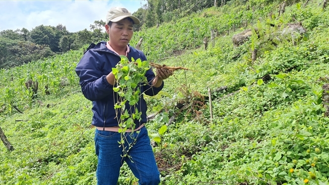 200% hộ dân xã Ch’ơm, huyện Tây Giang, tham gia trồng cây đẳng sâm. Ảnh: H.Liên