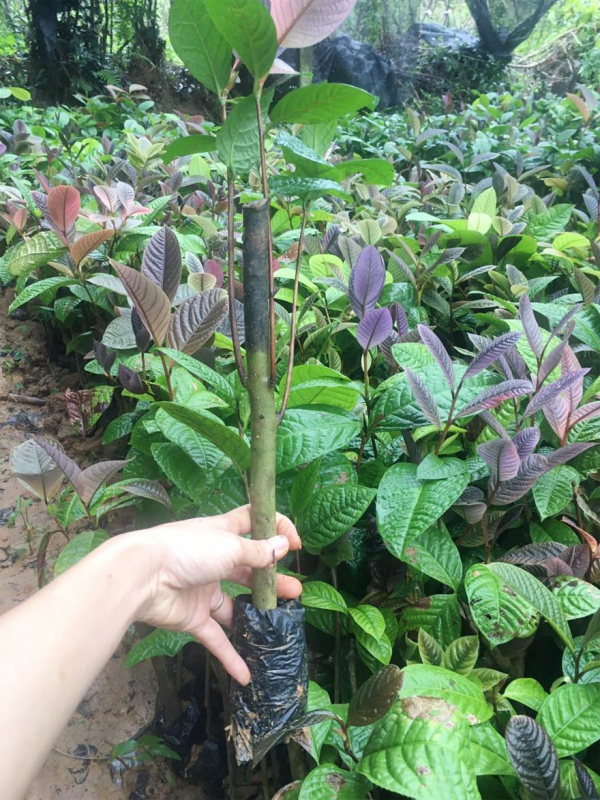 Giống cây ba kích được ươm và trồng tại núi rừng Tây Giang, Quảng Nam
