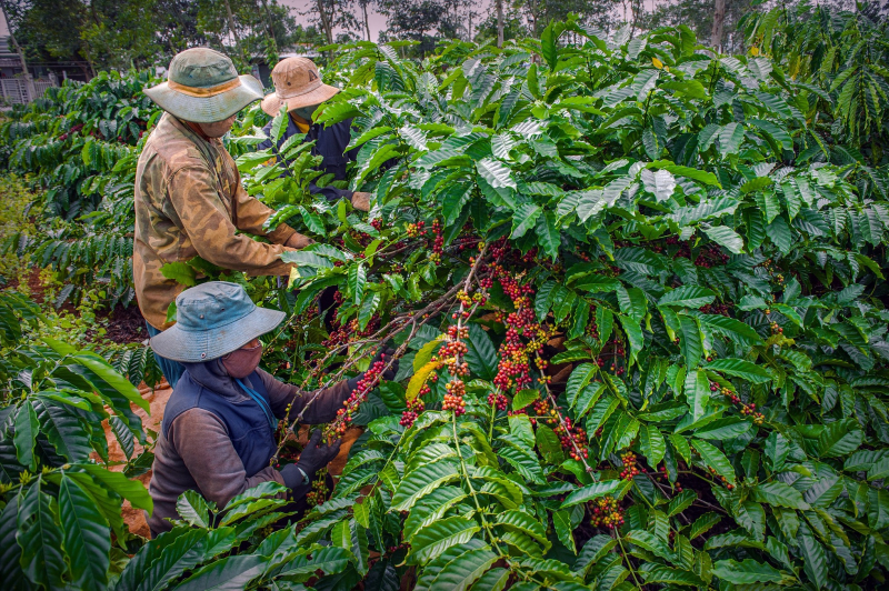 Xuất khẩu cà phê có thể sẽ thiết lập kỷ lục mới trong năm 2024. Nguồn: ITN