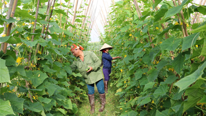 Năm 2023, tỉnh Bắc Ninh có 75.000 hộ nông dân sản xuất kinh doanh giỏi Ảnh: ITN