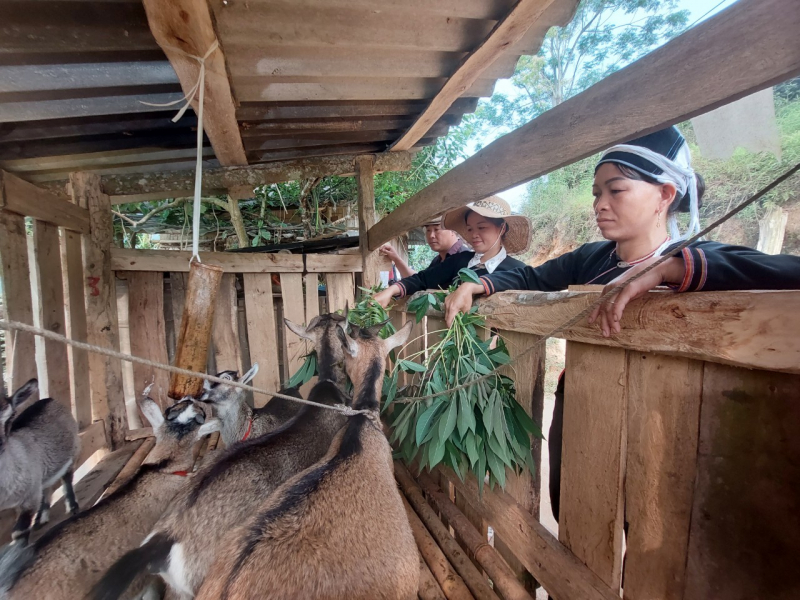 Nhiều chị em người Dao ở thôn Hồng Sơn bắt tay nuôi dê để cải thiện kinh tế gia đình. 