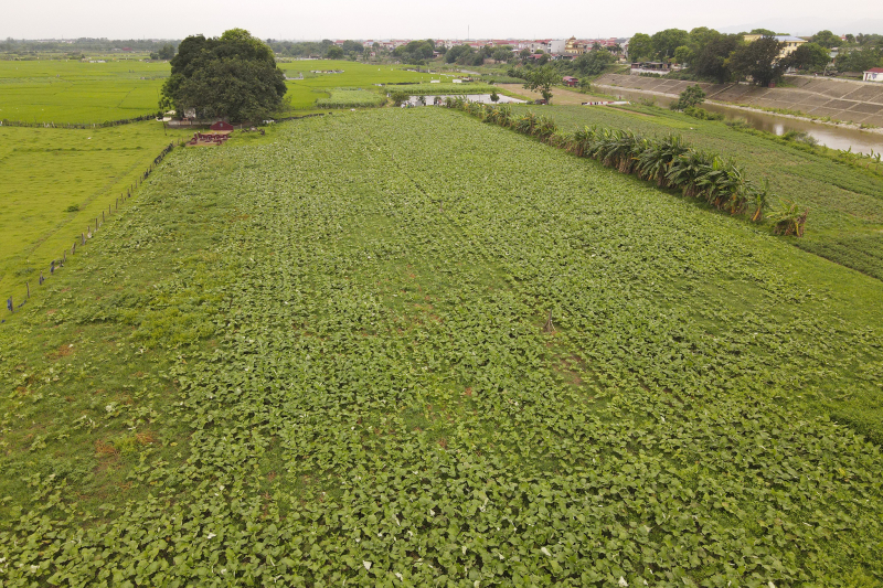 Sóc Sơn (Hà Nội): Phát triển mô hình trồng cây dược liệu hữu cơ -0