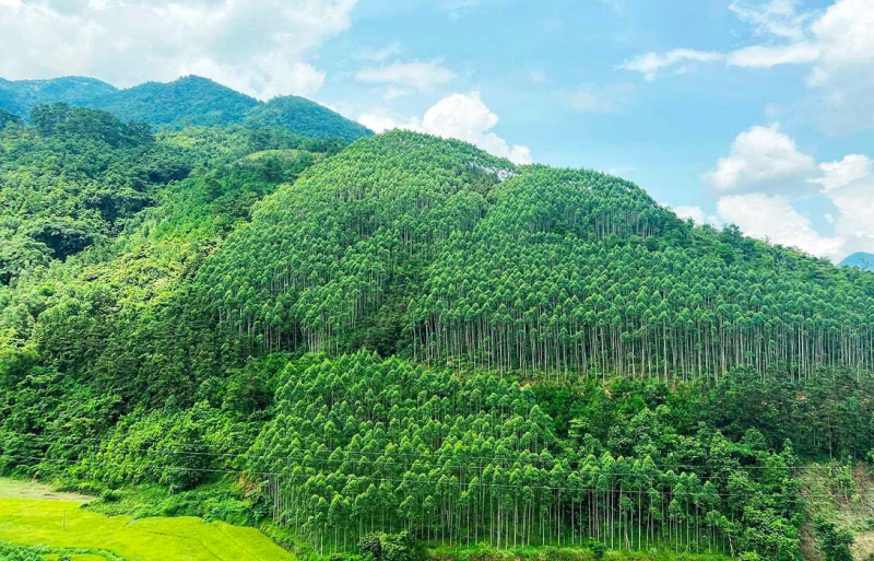 Phó Trưởng Đoàn ĐBQH tỉnh Hà Giang Lý Thị Lan: Sớm có hướng dẫn chi tiết về thị trường carbon rừng -0