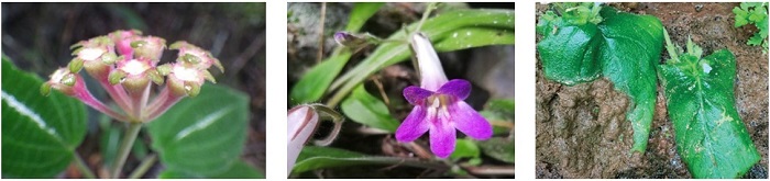 Nhiều loài thực vật mới được phát hiện trong hang động miền Bắc Việt Nam -0