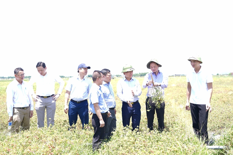 Thứ trưởng Bộ Khoa học và Công nghệ Trần Hồng Thái cùng đoàn công tác tham quan mô hình trồng sâm Bố Chính  tại huyện Thạch Hà